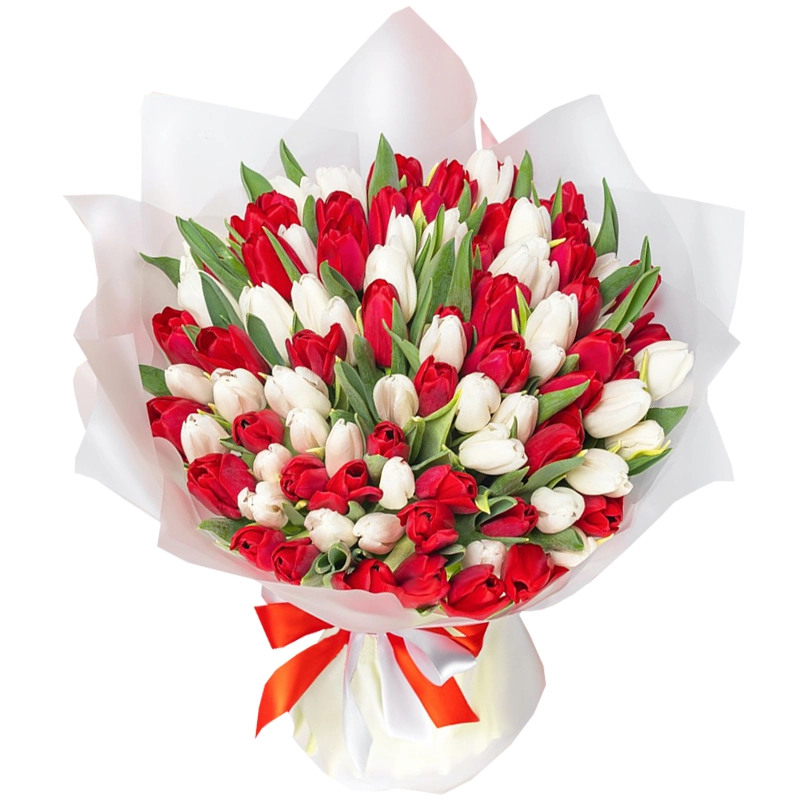 101 красный и белый тюльпан