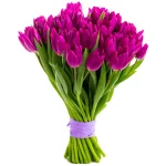 Тюльпан фиолетовый